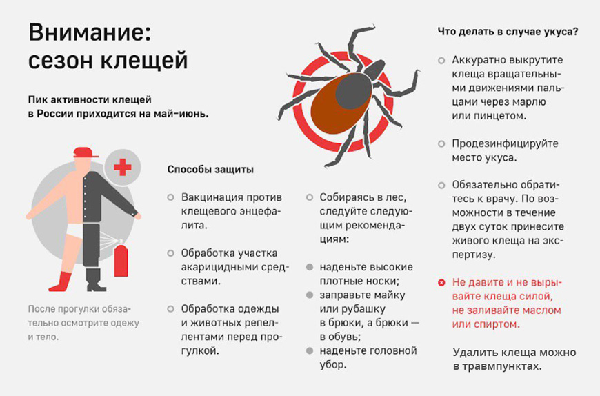 Картинки про клещей для детей